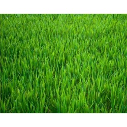 Tondeuse Tractée Dormak 2000m2 DK46TEV